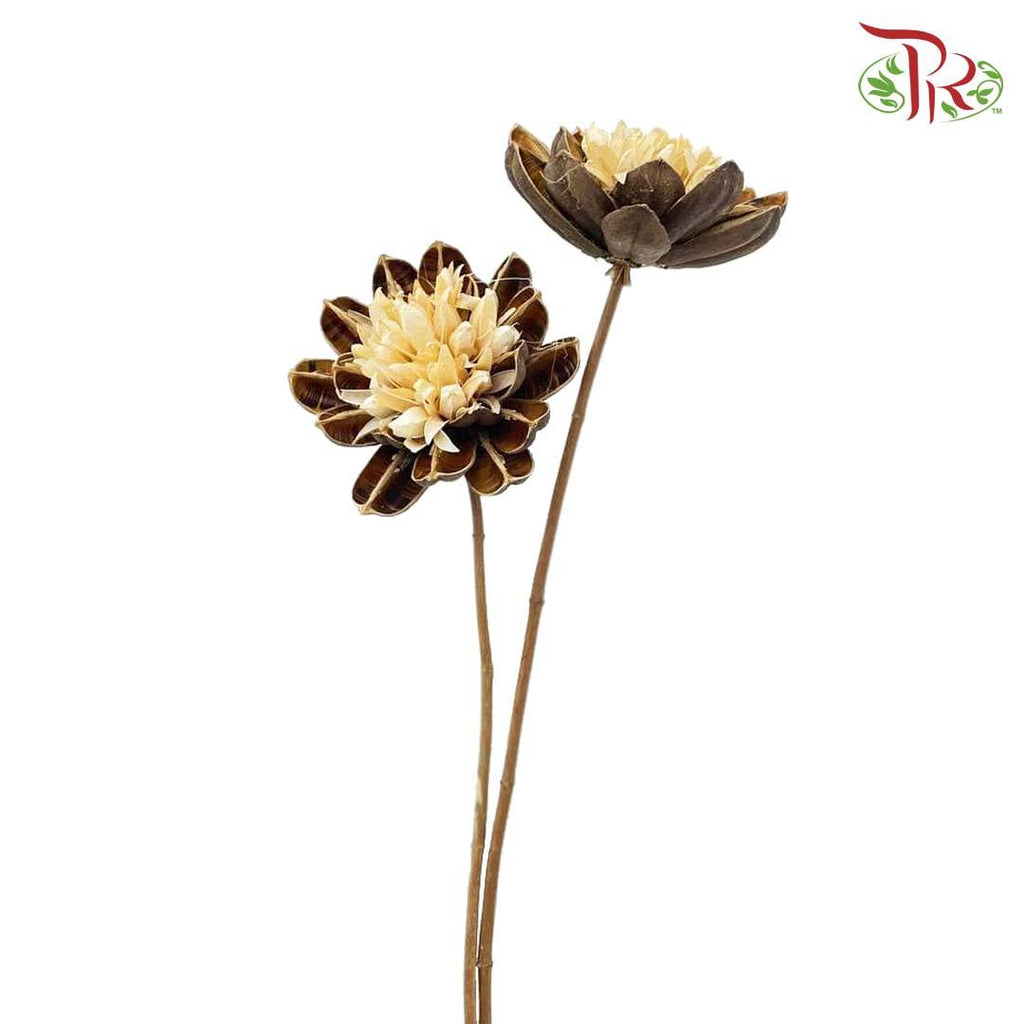 Dry Dahlia - Brown and White - Pudu Ria Florist Southern