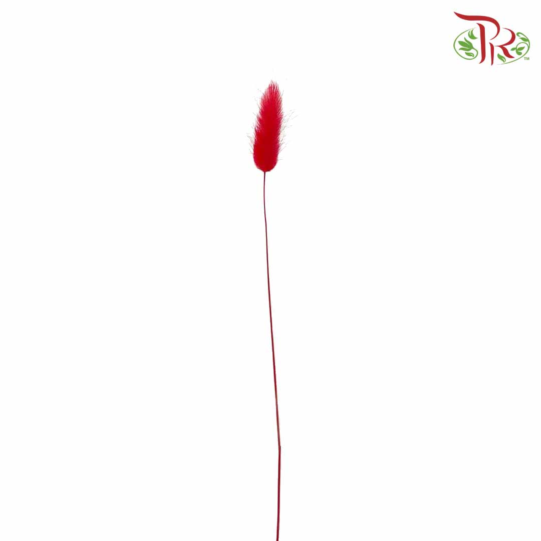 Dry Lagurus (Bunny Tails) - Red - Pudu Ria Florist Southern