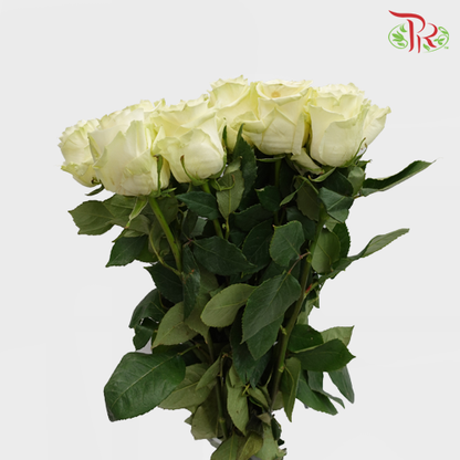 Rose Mondial (8-10 Stems) - Pudu Ria Florist Southern