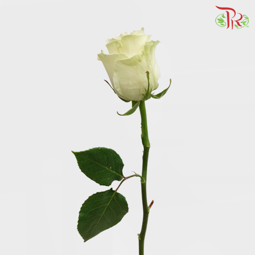 Rose Mondial (8-10 Stems) - Pudu Ria Florist Southern
