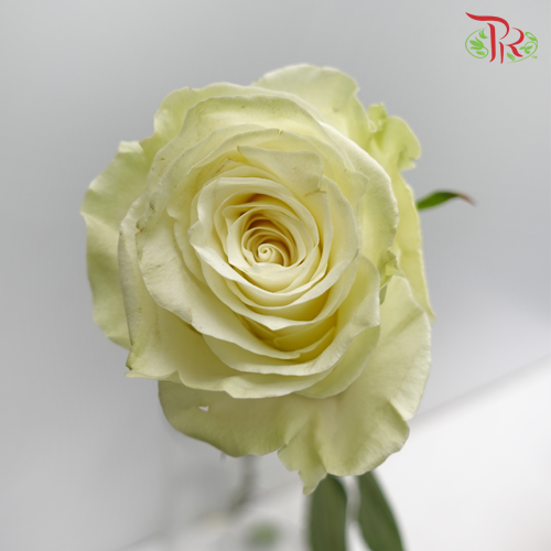Rose Mondial (8-10 Stems) - Pudu Ria Florist Southern