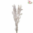 Dry Orange Leaf - White - Pudu Ria Florist Southern