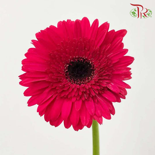 Gerbera Cherry Pink (8-10 Stems) - Pudu Ria Florist Southern