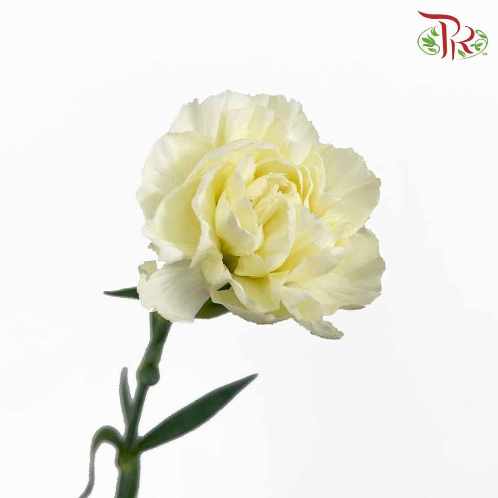 Carnation White (18-20 Stems) - Pudu Ria Florist Southern