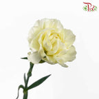 Carnation White (18-20 Stems) - Pudu Ria Florist Southern