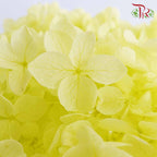 Preservative Hydrangea - Light Green / Per Stem - Pudu Ria Florist Southern