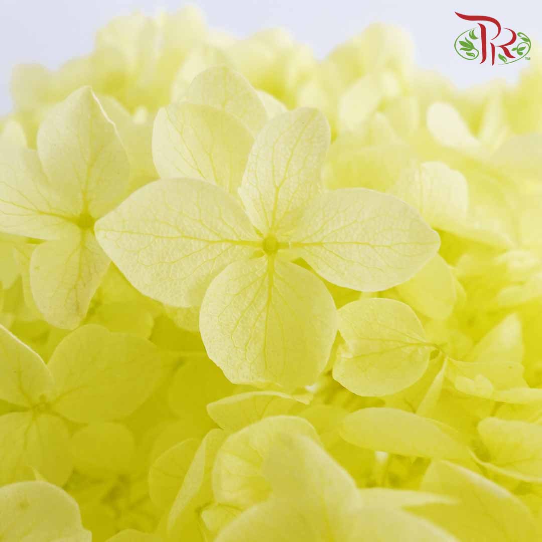 Preservative Hydrangea - Light Green / Per Stem - Pudu Ria Florist Southern