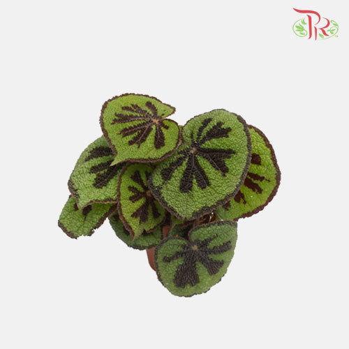 Begonia - Masoniana Lonely Rock - Pudu Ria Florist Southern