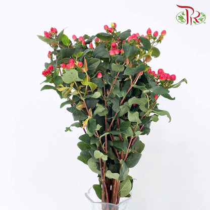 Berry Hypericum Red - Pudu Ria Florist Southern