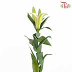 Lily White (5 Stems) - Pudu Ria Florist Southern