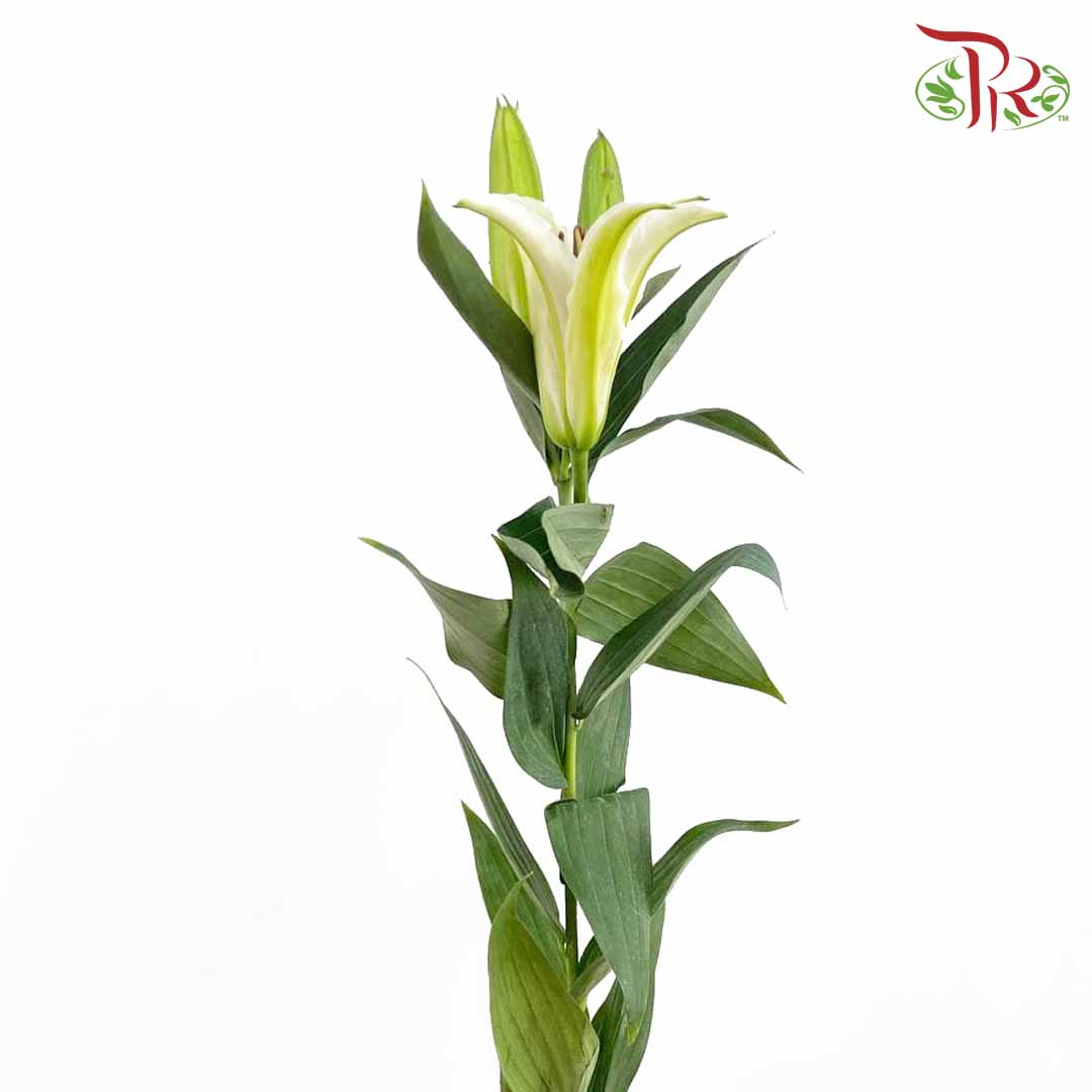 Lily White (5 Stems) - Pudu Ria Florist Southern