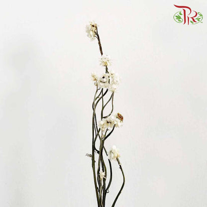 Dry Ammonium / Per Bundle - Pudu Ria Florist Southern