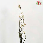Dry Ammonium / Per Bundle - Pudu Ria Florist Southern