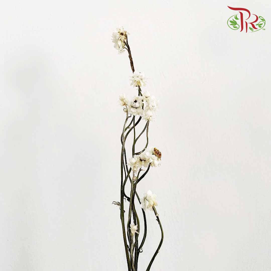 Dry Ammonium / Per Bundle - Pudu Ria Florist Southern