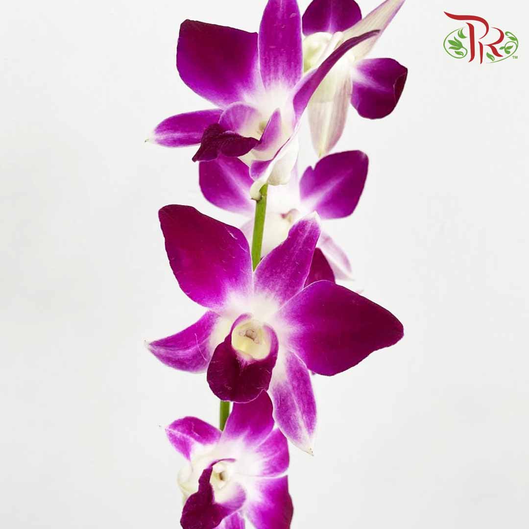 Dendrobium Orchid Purple / 5 Stems (L) - Pudu Ria Florist Southern