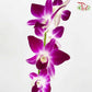 Dendrobium Orchid Purple / 10 Stems