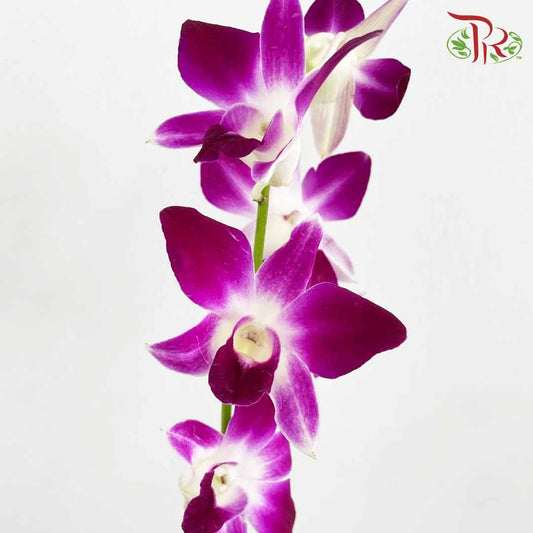 Dendrobium Orchid Purple / 10 Stems - Pudu Ria Florist Southern