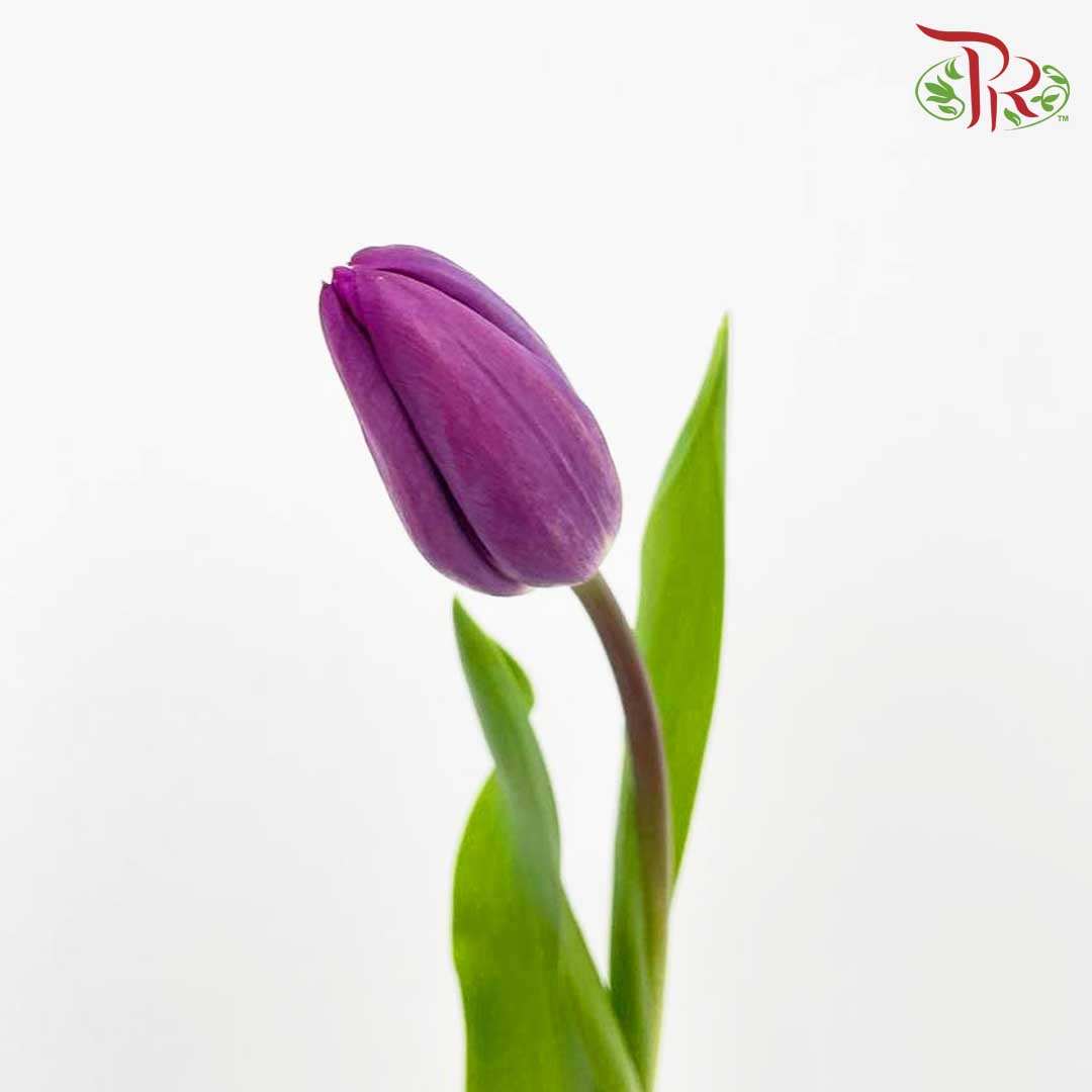 Tulip Purple (8-9 Stems) - Pudu Ria Florist Southern