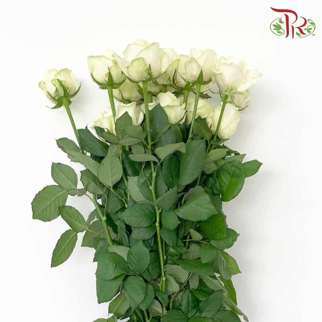 Rose White (19-20 Stems) - Pudu Ria Florist Southern