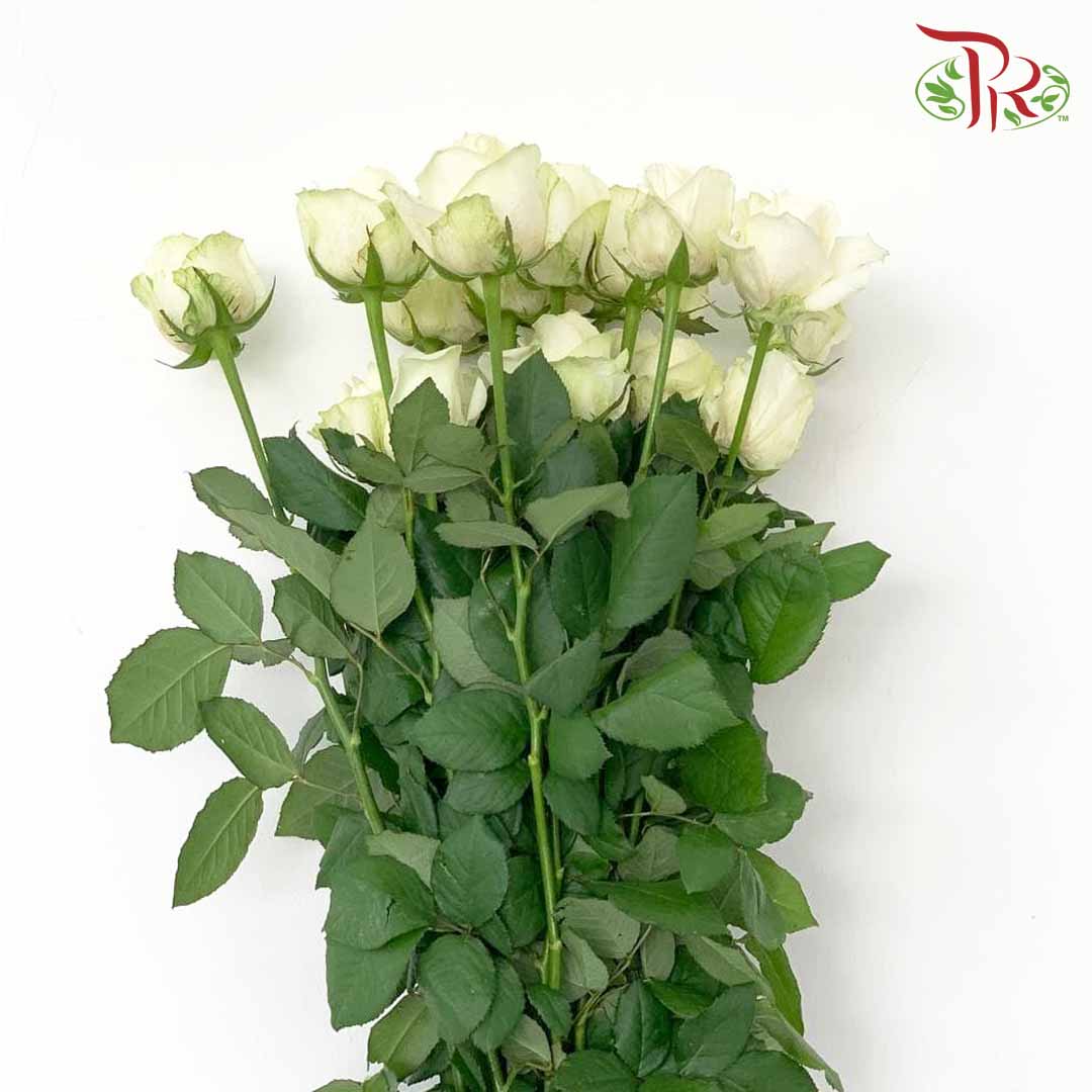 Rose White (19-20 Stems) - Pudu Ria Florist Southern
