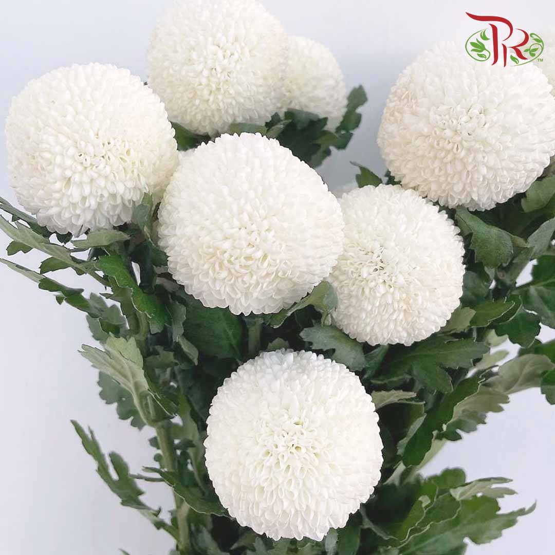 Chrysanthemum Ping Pong White (10-12 Stems) - Pudu Ria Florist Southern