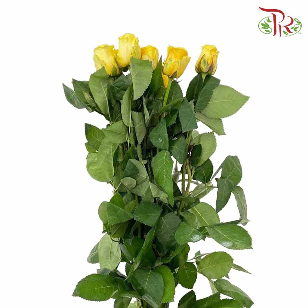 Rose Yellow (8-10 Stems) - Pudu Ria Florist Southern