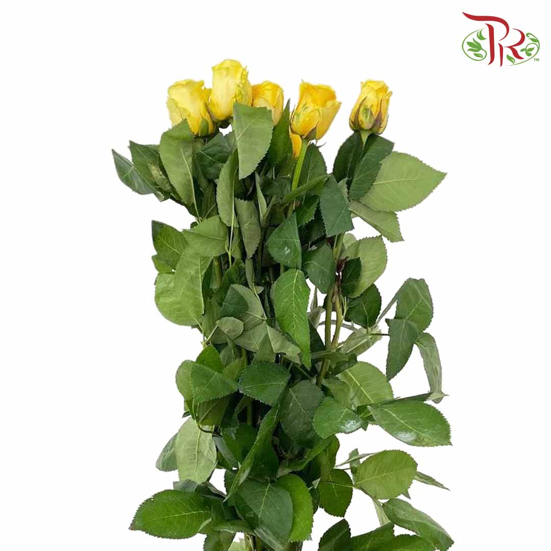 Rose Yellow (8-10 Stems) - Pudu Ria Florist Southern