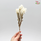 Preservative Silver Daisy - White - Pudu Ria Florist Southern