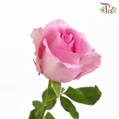 Rose Pink (19-20 Stems) - Pudu Ria Florist Southern
