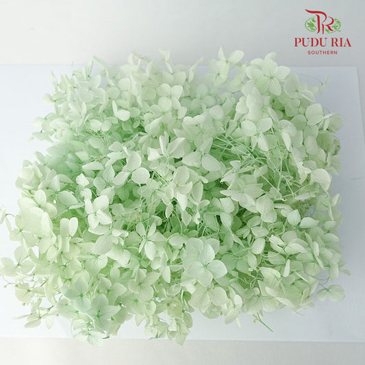 Preservative Hydrangea - Light Green - Pudu Ria Florist Southern