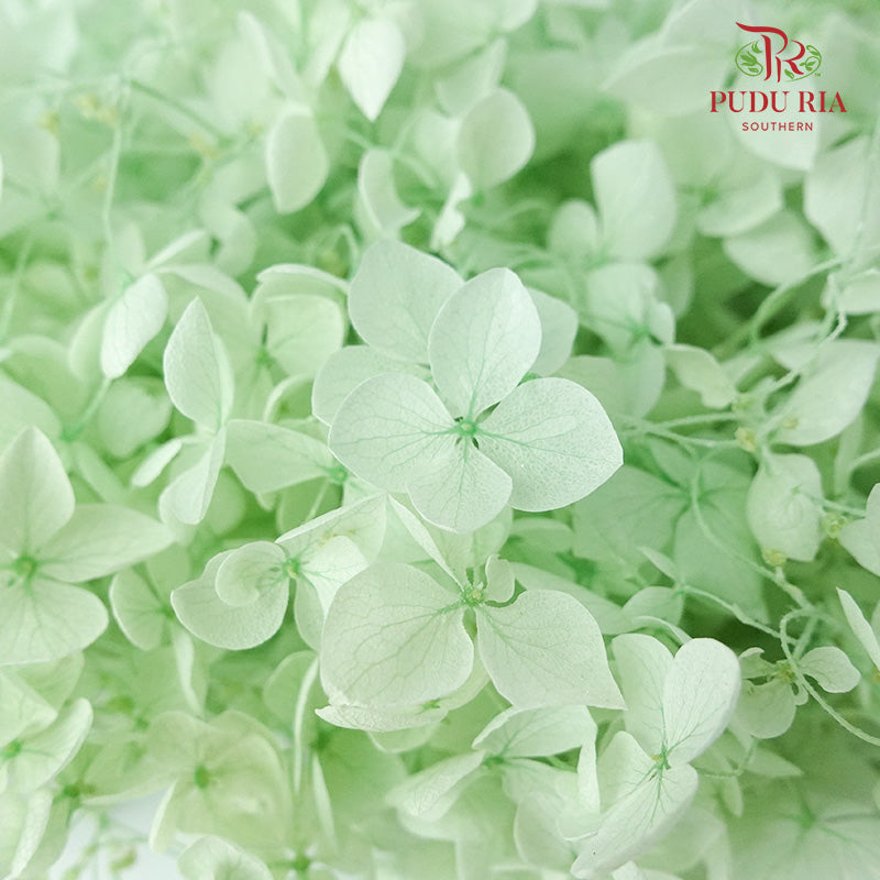 Preservative Hydrangea - Light Green - Pudu Ria Florist Southern