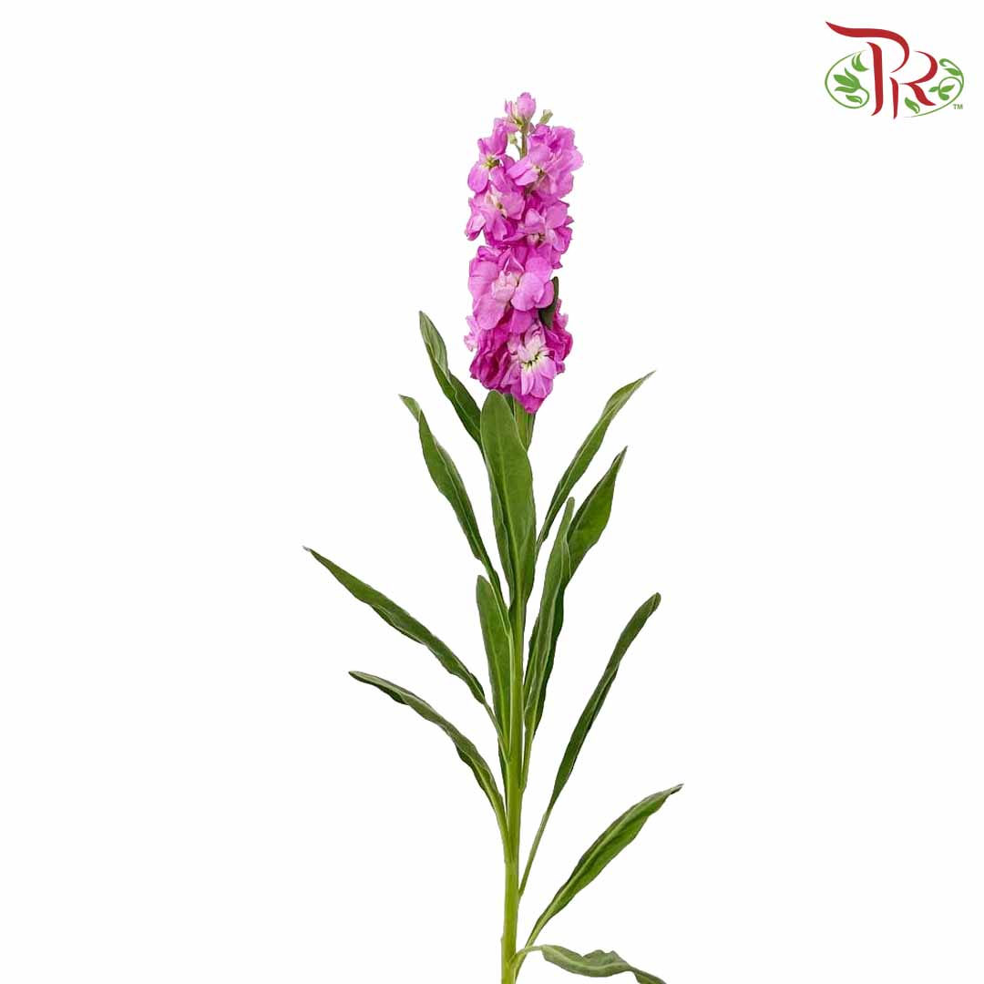 Matthiola Pink (Per Bundle) - Pudu Ria Florist Southern