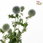 Echinops - Pudu Ria Florist Southern