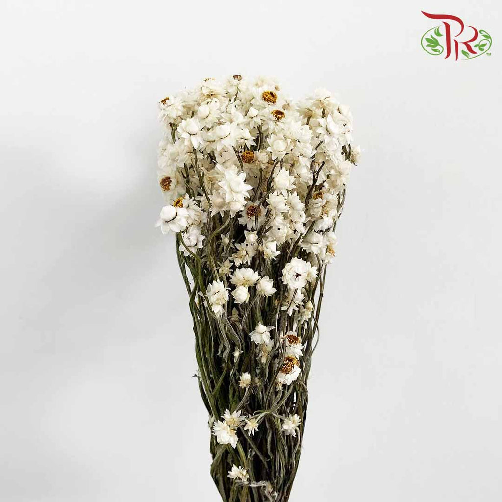 Dry Ammonium / Per Bundle - Pudu Ria Florist Southern