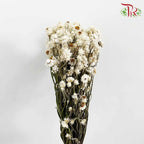Dry Ammonium / Per Bundle - Pudu Ria Florist Southern
