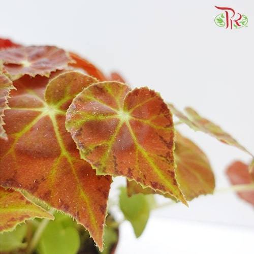 Begonia - Amber Love - Pudu Ria Florist Southern