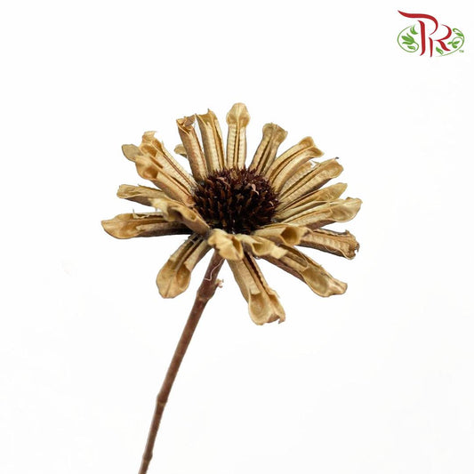 Dry Sesame Flower - Pudu Ria Florist Southern