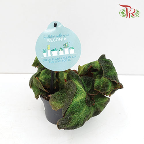 Begonia - Soli  Mutata - Pudu Ria Florist Southern