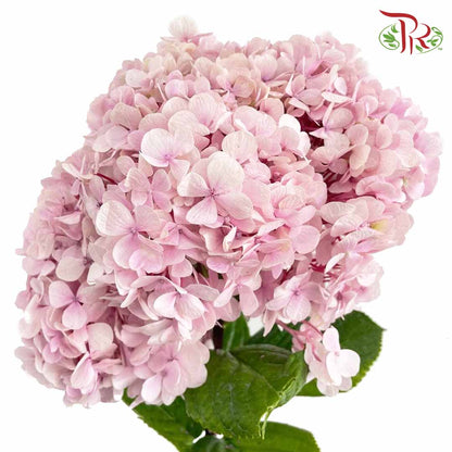 Hydrangea Light Pink / Per Stem - Pudu Ria Florist Southern