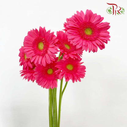 Gerbera Hot Pink (8-10 Stems) - Pudu Ria Florist Southern