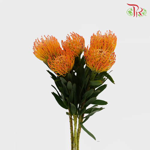 Leucospermum - Orange (5 stems) - Pudu Ria Florist Southern