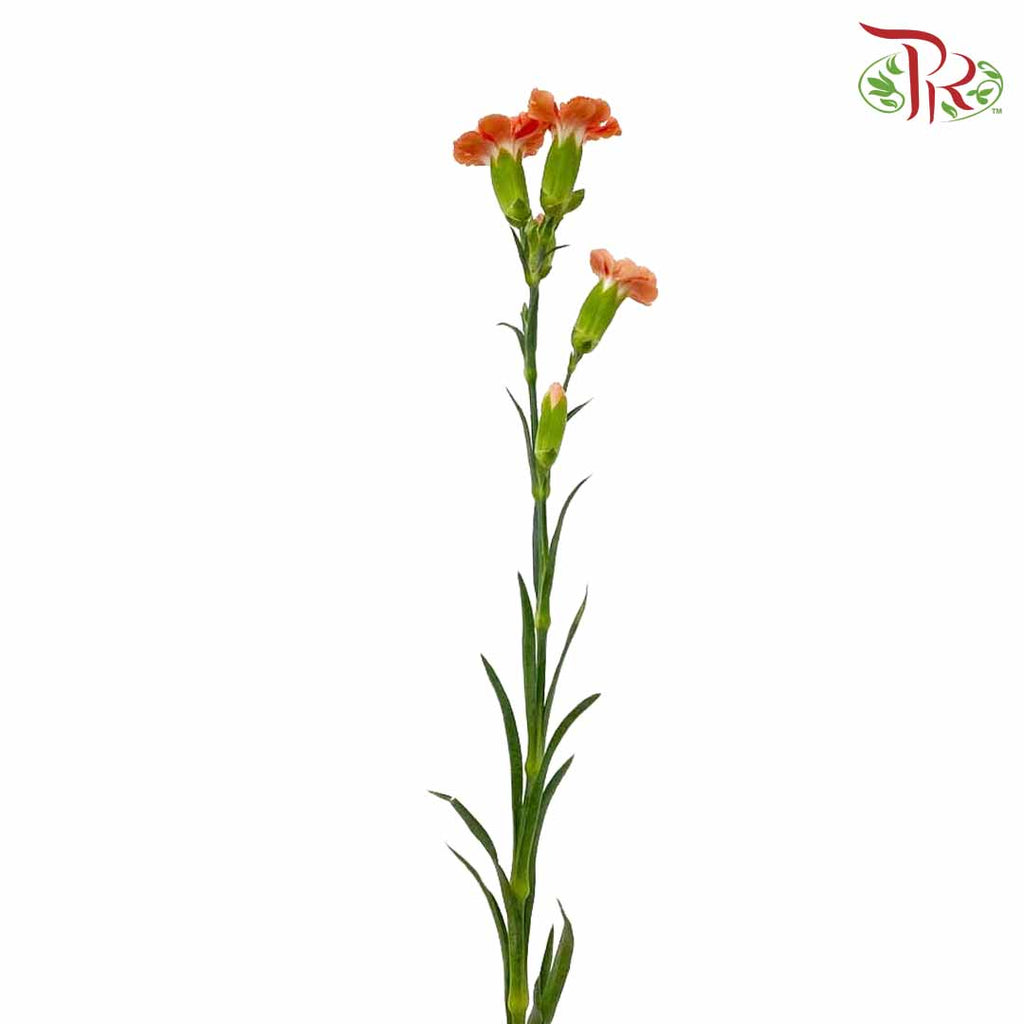 Carnation Spray Orange (18-20 Stems) - Pudu Ria Florist Southern