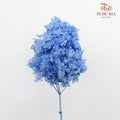 Preservative Hydrangea - Light Blue ( Long Shape ) / Per Stem - Pudu Ria Florist Southern