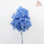 Preservative Hydrangea - Light Blue ( Long Shape ) / Per Stem - Pudu Ria Florist Southern
