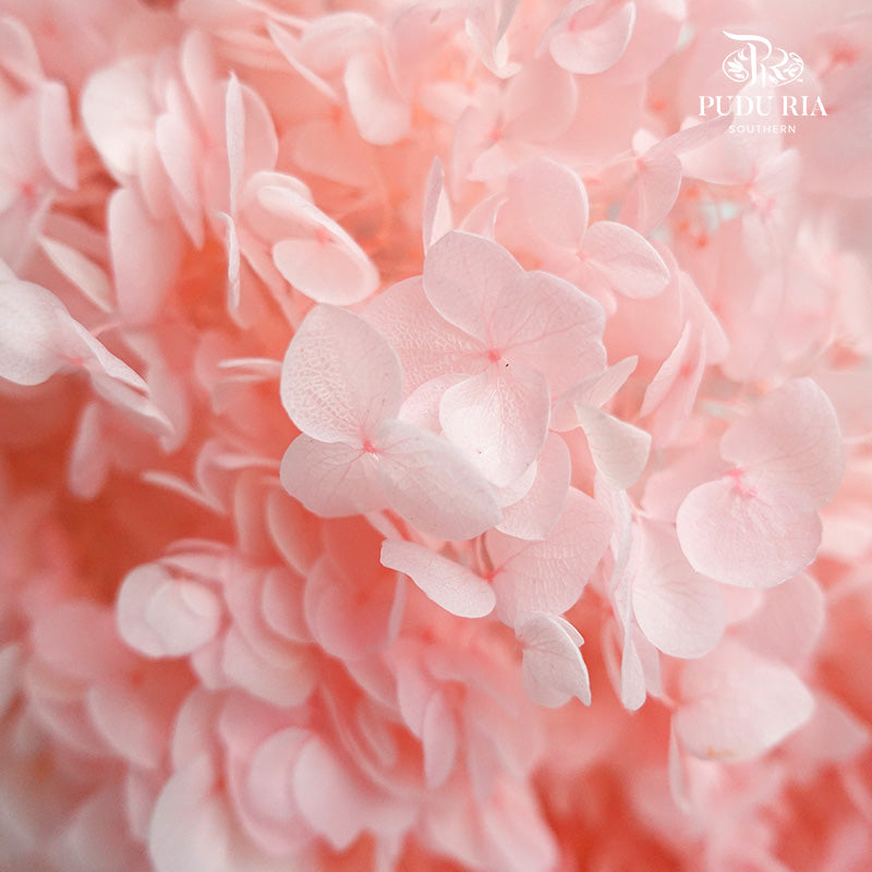 Preservative Hydrangea - Light Bright Pink / Per Stem - Pudu Ria Florist Southern