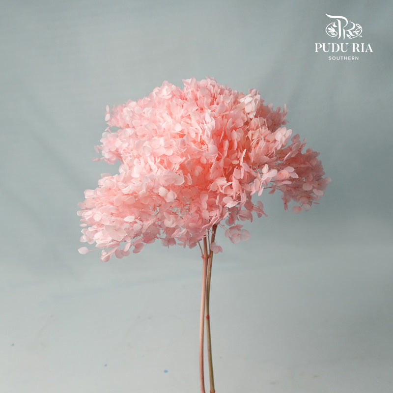 Preservative Hydrangea - Light Bright Pink / Per Stem