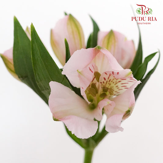 Alstroemeria Light Pink (9-10 Stems) - Pudu Ria Florist Southern