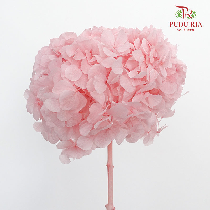 Preservative Hydrangea -Light Pink / Per Stem - Pudu Ria Florist Southern