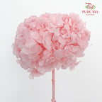 Preservative Hydrangea -Light Pink / Per Stem - Pudu Ria Florist Southern