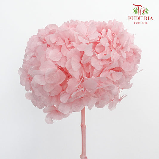 Preservative Hydrangea -Light Pink / Per Stem - Pudu Ria Florist Southern